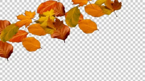 Autumn leaves falling from left to right alpha Stock Footage 40958696