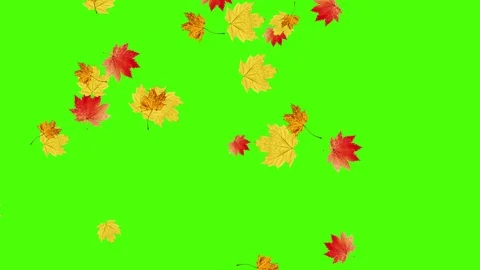 Autumn leaves falling loop, green screen chroma key Video stock 127086161