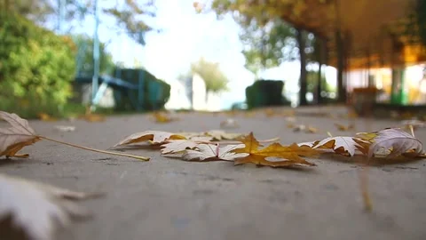 Autumn leaves falling on a paved road close-up Vídeo Stock 332872934