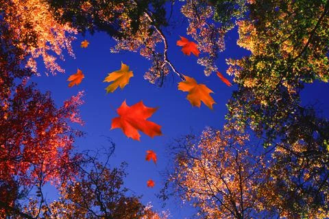 Autumn Leaves Falling. Stock Photos