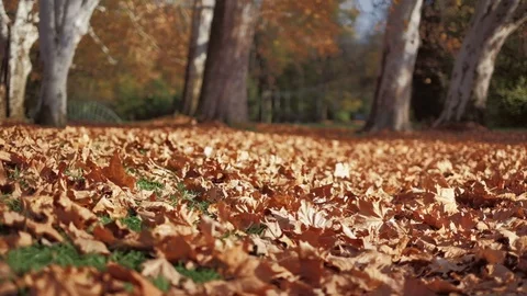 Autumn leaves falling from plane trees at a park. Slow motion, bottom view. Stock-Footage 119543252