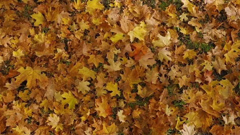 Autumn leaves falling to red and yellow leaf-covered ground Video stock 80989637