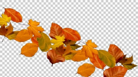 Autumn leaves falling from right to left alpha Stock Footage 40958688