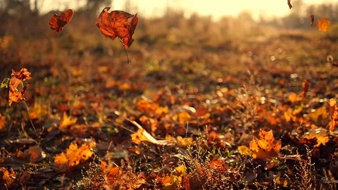 Autumn leaves falling in slow motion and sun shining through fall leaves Stock Footage 70520307