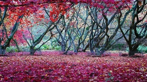 Autumn leaves falling in slow motion Stock Footage 75405771