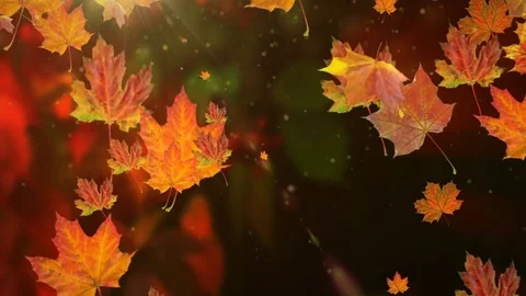 Autumn leaves falling in slow motion and sun shining through fall leaves. 스톡 동영상 79895533