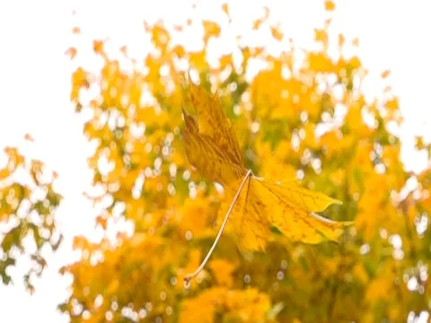 Autumn leaves falling in slow motion. colorful fall season Stock Footage 80631826