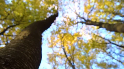 Autumn leaves falling in slow motion and sun shining through fall leaves Stock Footage 83071726