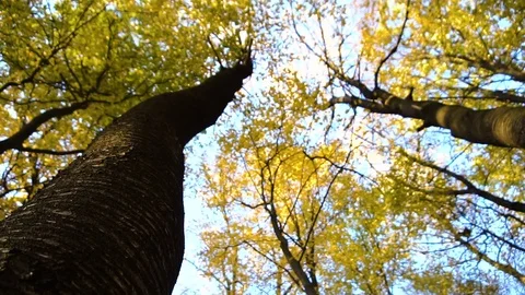 Autumn leaves falling in slow motion and sun shining through fall leaves Stock Footage 83080225