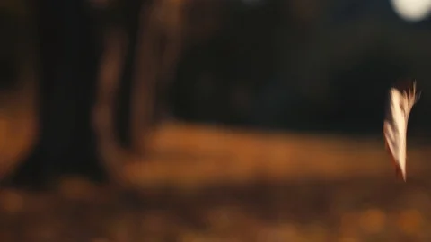 Autumn leaves falling in slow motion on a bokeh background Stock Footage 96576972