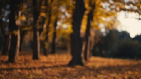 Autumn leaves falling in slow motion on a bokeh background Stock Footage 96576983