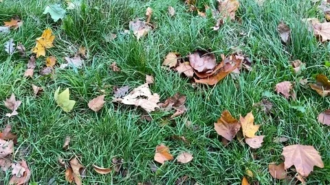 Autumn leaves falling in slow-motion Stock Footage