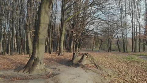 Autumn leaves falling in slow motion and sun shining through fall leaves Stock-Footage 126394254