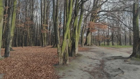 Autumn leaves falling in slow motion and sun shining through fall leaves 库存影片 126394518