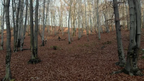 Autumn leaves falling in slow motion and sun shining through fall leaves Vidéo 126395598