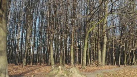 Autumn leaves falling in slow motion and sun shining through fall leaves Vidéo 126395799