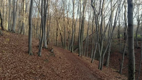 Autumn leaves falling in slow motion and sun shining through fall leaves Vídeos de archivo 126396278