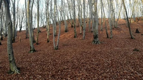 Autumn leaves falling in slow motion and sun shining through fall leaves Vídeos de archivo 126396414