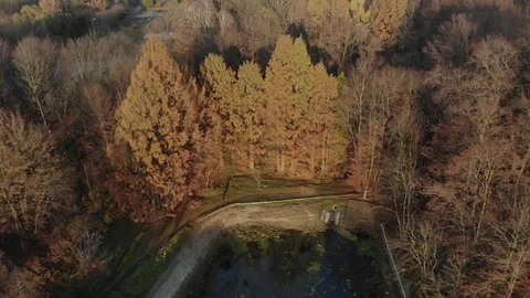 Autumn leaves falling in slow motion and sun shining through fall leaves Vídeos de archivo 126396493