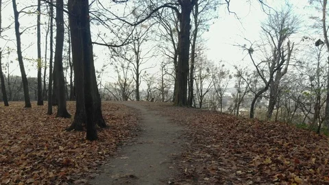 Autumn leaves falling in slow motion and sun shining through fall leaves Vídeo Stock 126396572