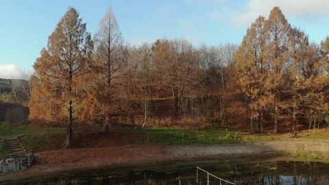Autumn leaves falling in slow motion and sun shining through fall leaves Stockbeeldmateriaal 126396751