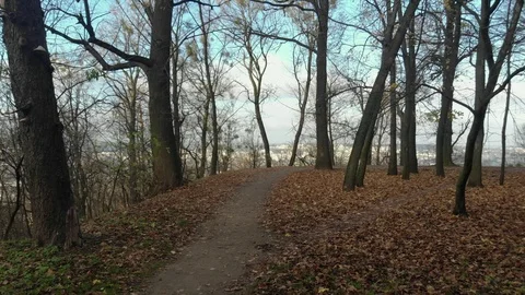 Autumn leaves falling in slow motion and sun shining through fall leaves Stock-Footage 126396849