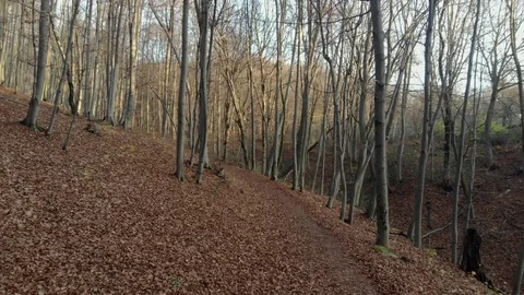 Autumn leaves falling in slow motion and sun shining through fall leaves Stockbeeldmateriaal 126396880