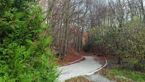 Autumn leaves falling in slow motion and sun shining through fall leaves Видео 126396914