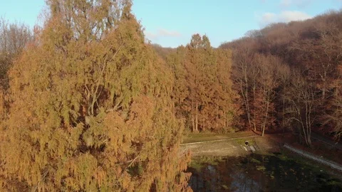 Autumn leaves falling in slow motion and sun shining through fall leaves 動画素材 126397019