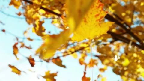 Autumn leaves falling in slow motion under blue sky. Vídeos de archivo 335710394