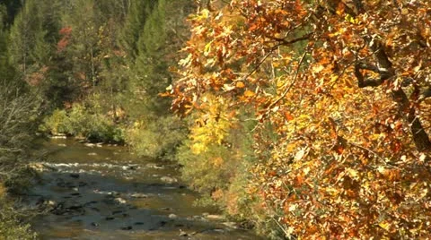 Autumn Leaves falling into Stream below (1080-24FPS).mp4 Stock Footage 10975488