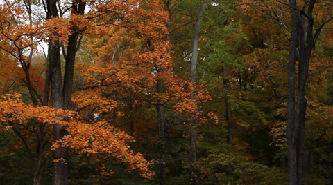Autumn Leaves Falling at Sunset Stock Footage 36044122