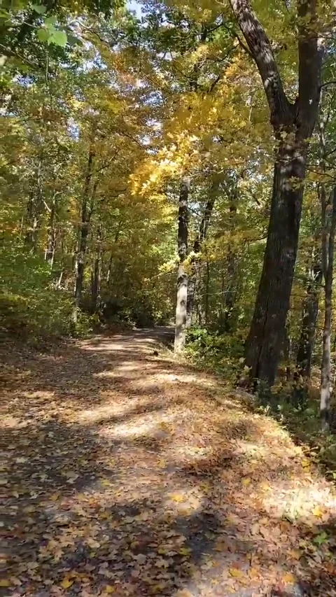 Autumn leaves falling on trail path Video stock 314075830