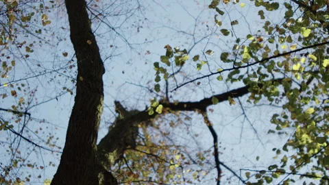Autumn Leaves Falling from Tree Branches Against Clear Sky 動画素材 289511389