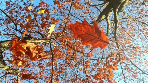 Autumn leaves falling from tree branches in bright daylight Stock Footage 321900743