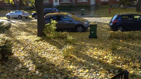 Autumn leaves falling from trees . Camera zooms out Stock Footage 115039316