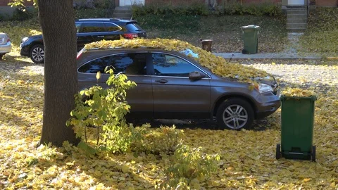 Autumn leaves falling from trees . Camera pans up to treetops and sky Video stock 115039343