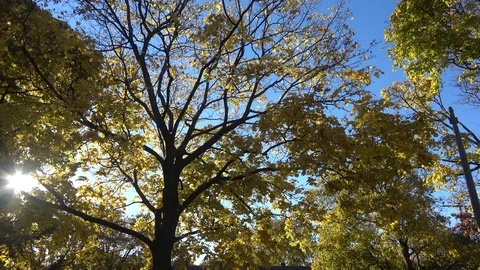 Autumn leaves falling from trees . Camera pans left to right at sky Video stock 115039358