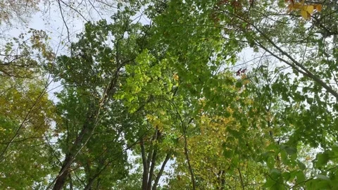 Autumn Leaves Falling From Trees During Wind Gust Stock Footage 170900250