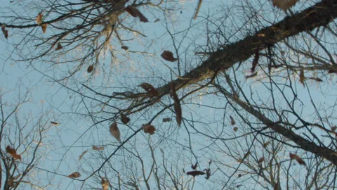 Autumn Leaves falling from the trees Stock Footage 136359425