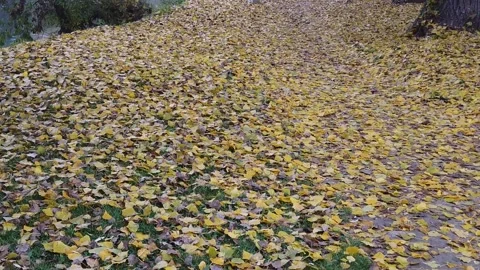 Autumn leaves falling from the trees 스톡 동영상 170444204