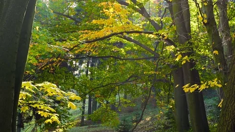 Autumn leaves falling from trees in slow-motion Vidéo 81604654