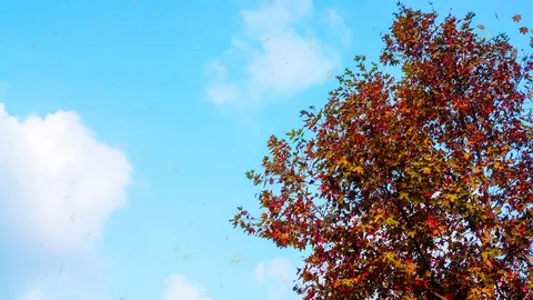 Autumn leaves falling in the wind. Stock Footage 100983975