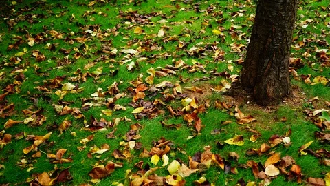 Autumn leaves falling in the wind. Stock Footage 100986048