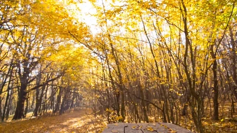 Autumn leaves falling in the woods on an empty wooden table. Space for your Stock Footage 82690653