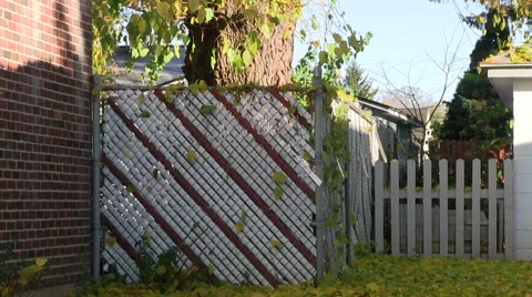 Autumn leaves falling in a yard Stock Footage 43520504