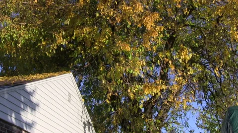 Autumn leaves falling in a yard Vidéo 43523727