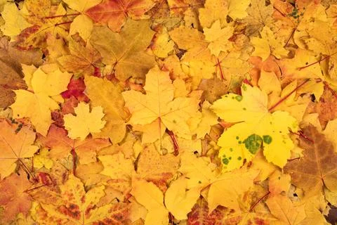 Autumn leaves fill warm backdrop. Autumn leaves create maple wallpaper. Aut.. Stock-Fotos