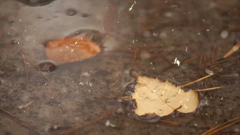 Autumn Leaves First Snowfall Stock Footage 330281096
