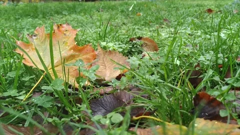 Autumn Leaves  First Snowfall Stock Footage 330281208